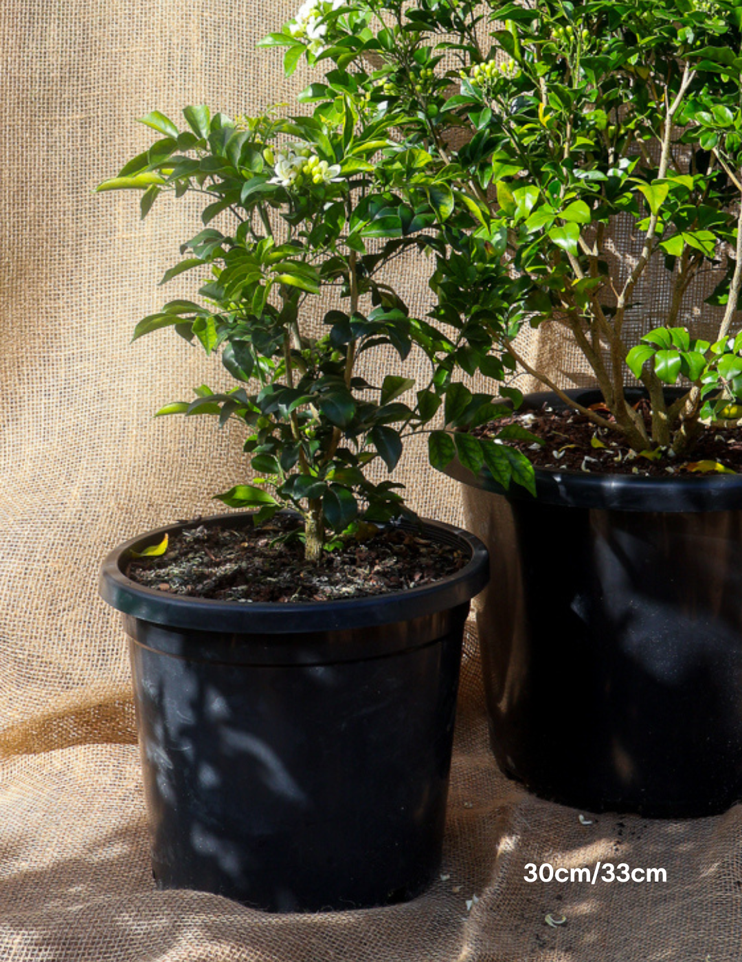Murraya paniculata