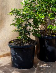 Murraya paniculata - Orange Jasmine - Evergreen Trees Direct
