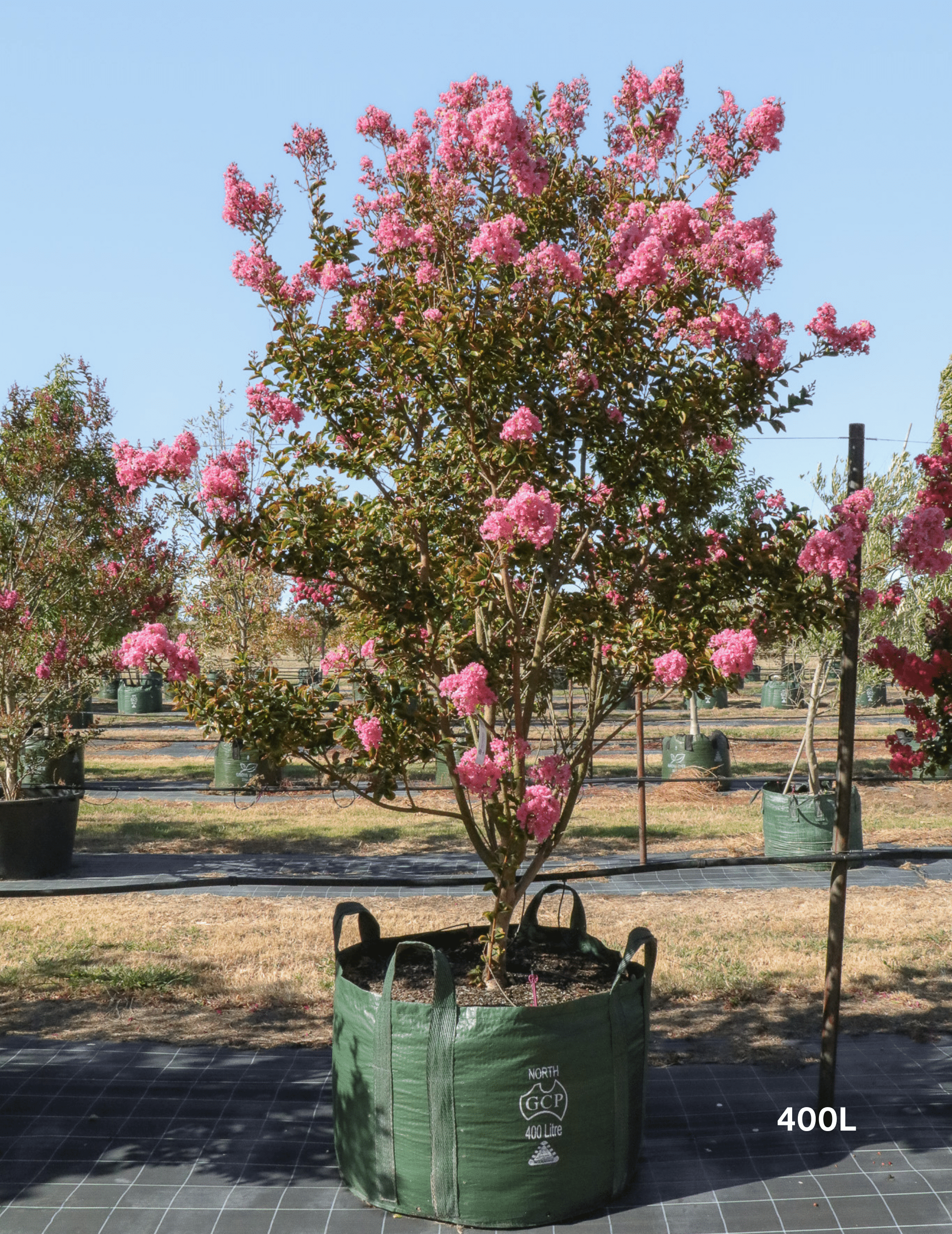 Lagerstroemia indica 'Sioux' - Fuchsia Pink Crepe Myrtle