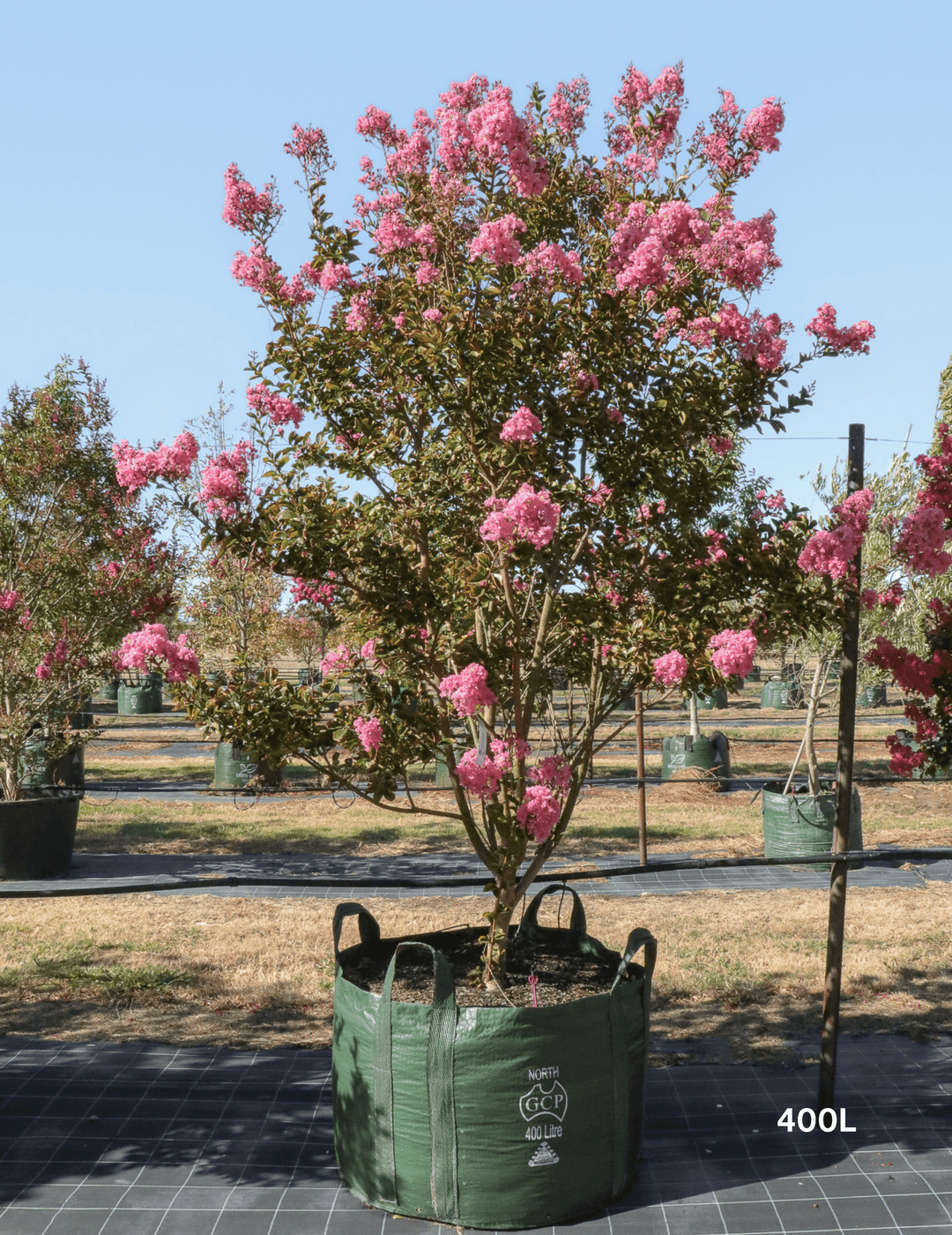 Lagerstroemia indica 'Sioux' Fuchsia Pink Crepe Myrtle