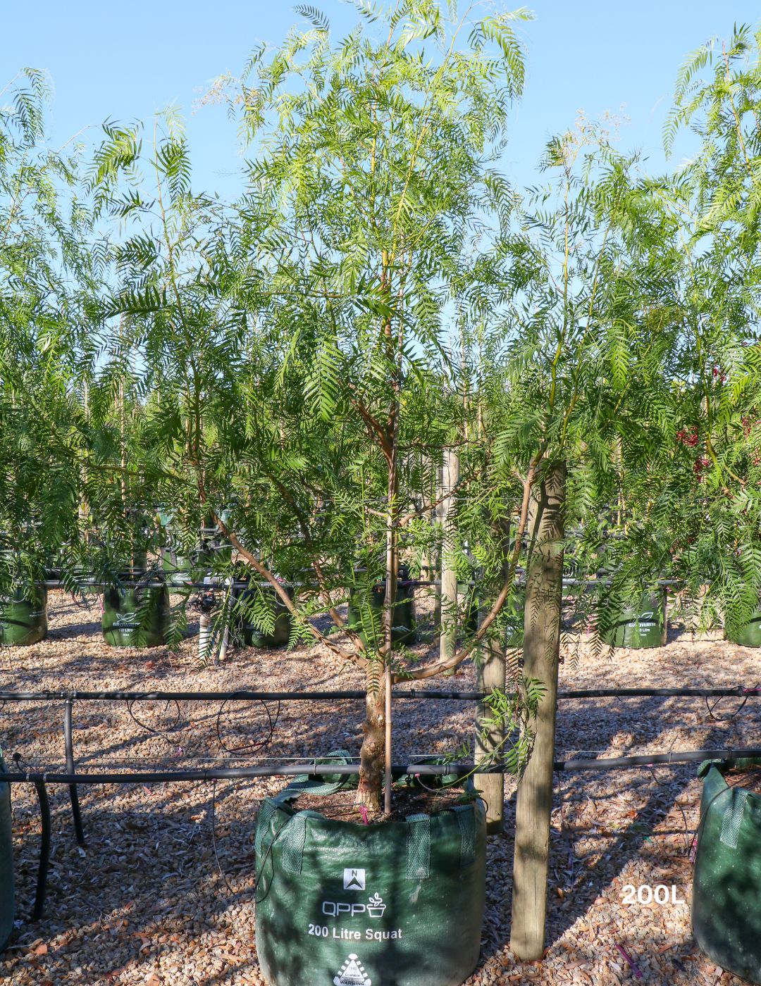 Schinus molle - Peppercorn Tree 40cm/45L
