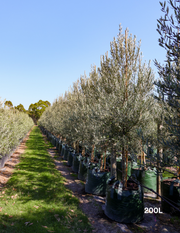 Olea europaea 'Tolley's Upright' - Low Fruiting Olive - Evergreen Trees Direct
