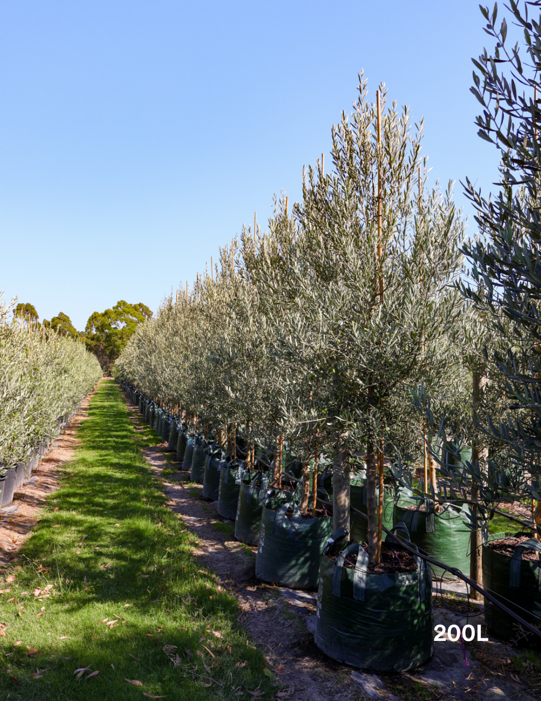 Olea europaea 'Tolley's Upright' - Low Fruiting Olive - Evergreen Trees Direct