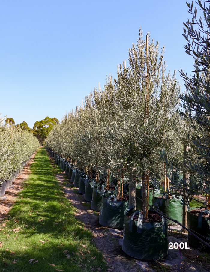 Olea europaea 'Tolley's Upright' - Low Fruiting Olive