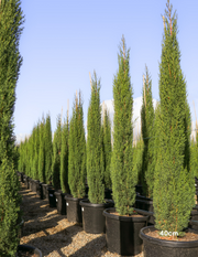 Cupressus sempervirens 'Glauca' - Pencil Pine - Evergreen Trees Direct