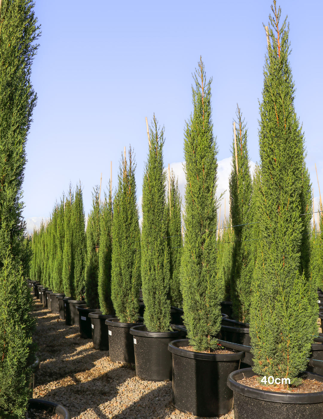 Cupressus sempervirens 'Glauca' - Pencil Pine - Evergreen Trees Direct
