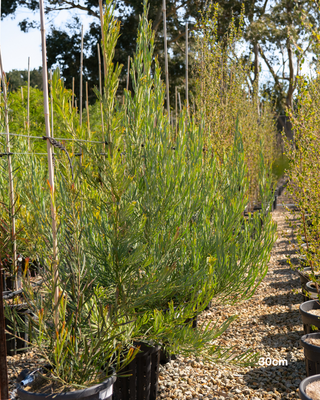 Acacia iteaphylla