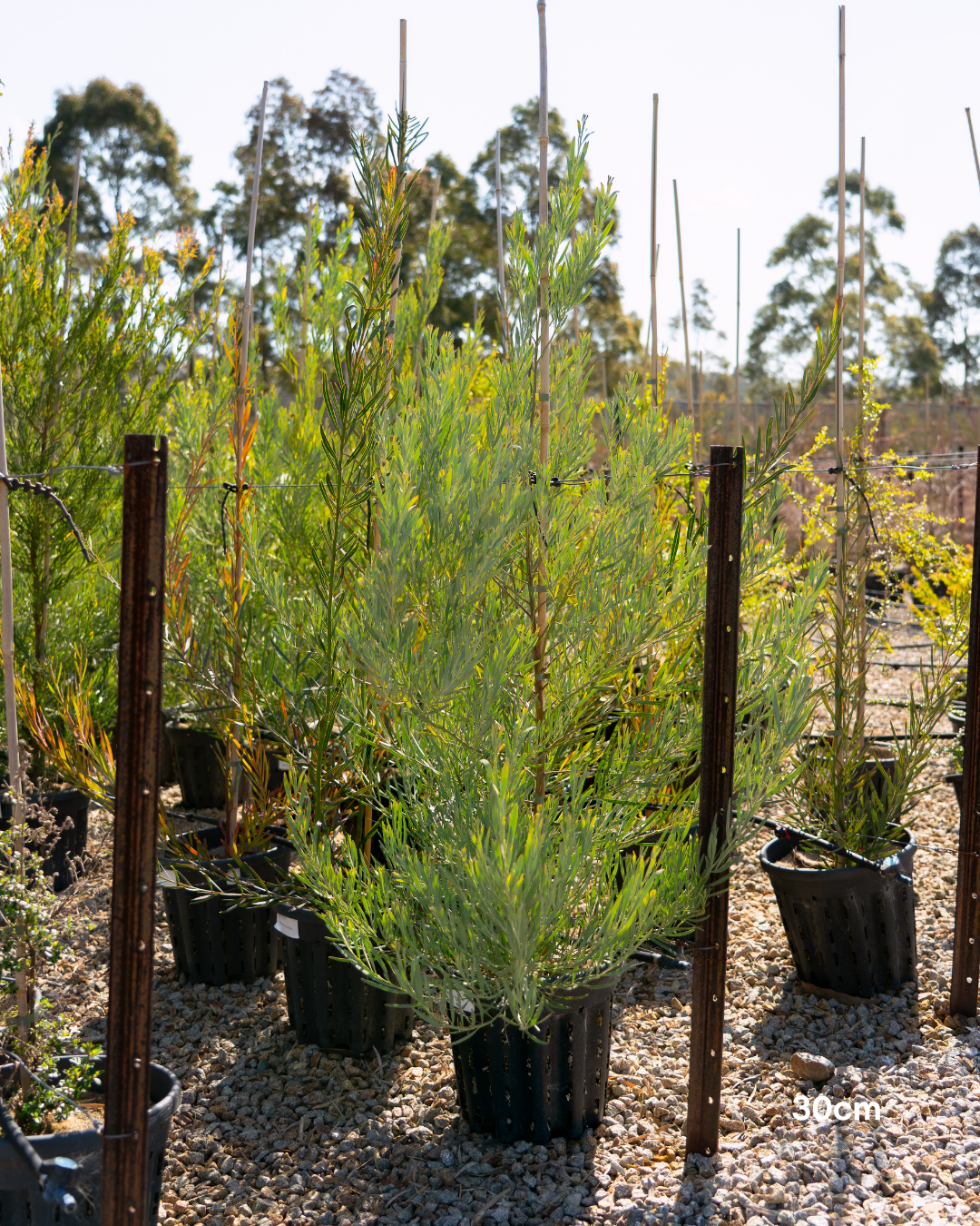 Acacia iteaphylla