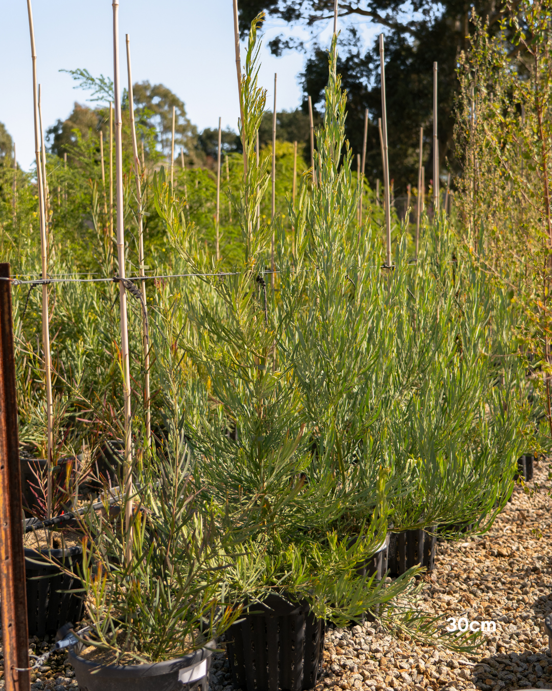 Acacia iteaphylla