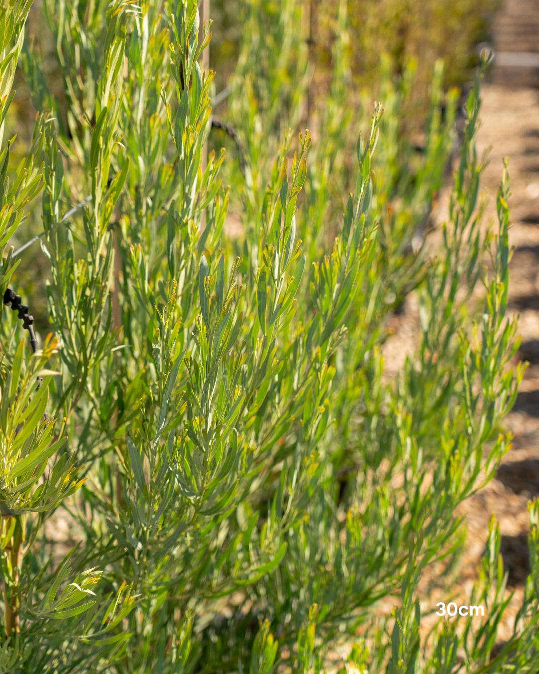 Acacia iteaphylla