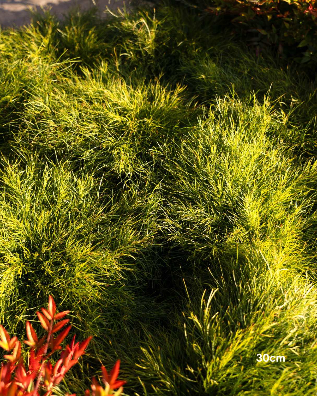 Acacia cognata 'Limelight'