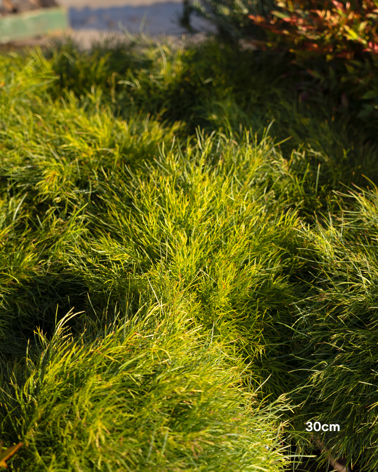 Acacia cognata 'Limelight'