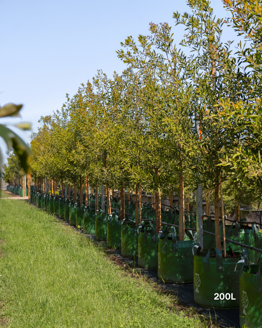 Acacia melanoxylon - Blackwood Acacia
