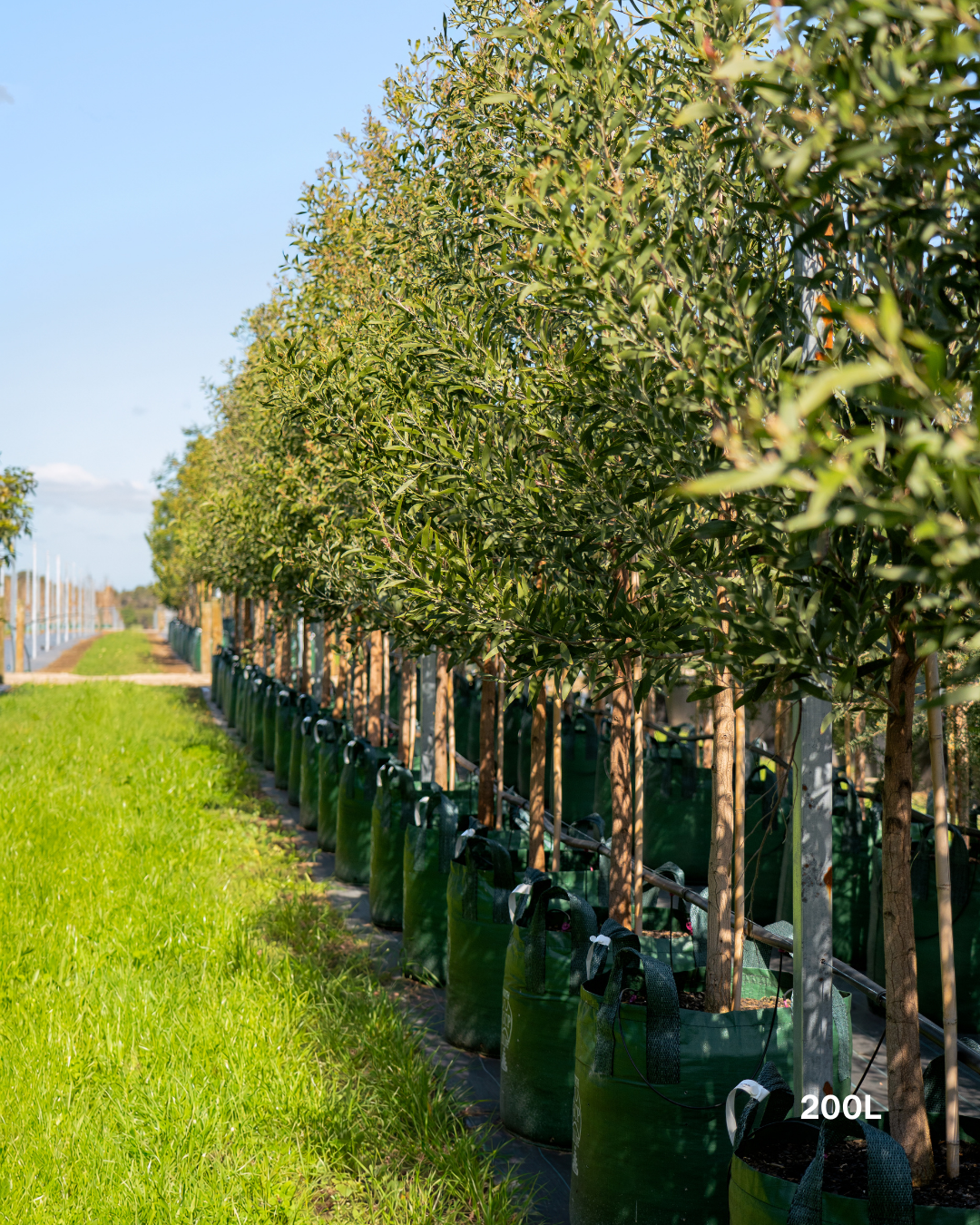 Acacia melanoxylon - Blackwood Acacia