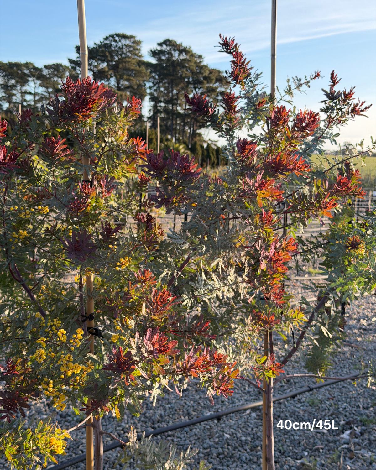 Acacia baileyana 'Purpurea' - Purple-Leaf Wattle