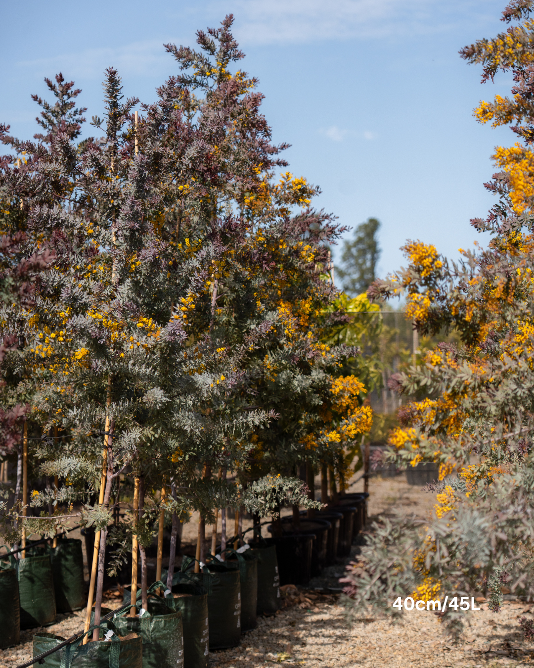 Acacia baileyana 'Purpurea' - Purple-Leaf Wattle