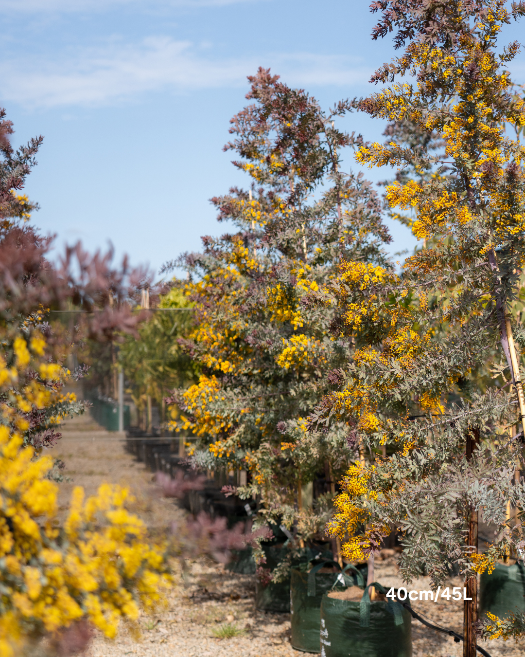 Acacia baileyana 'Purpurea' - Purple-Leaf Wattle