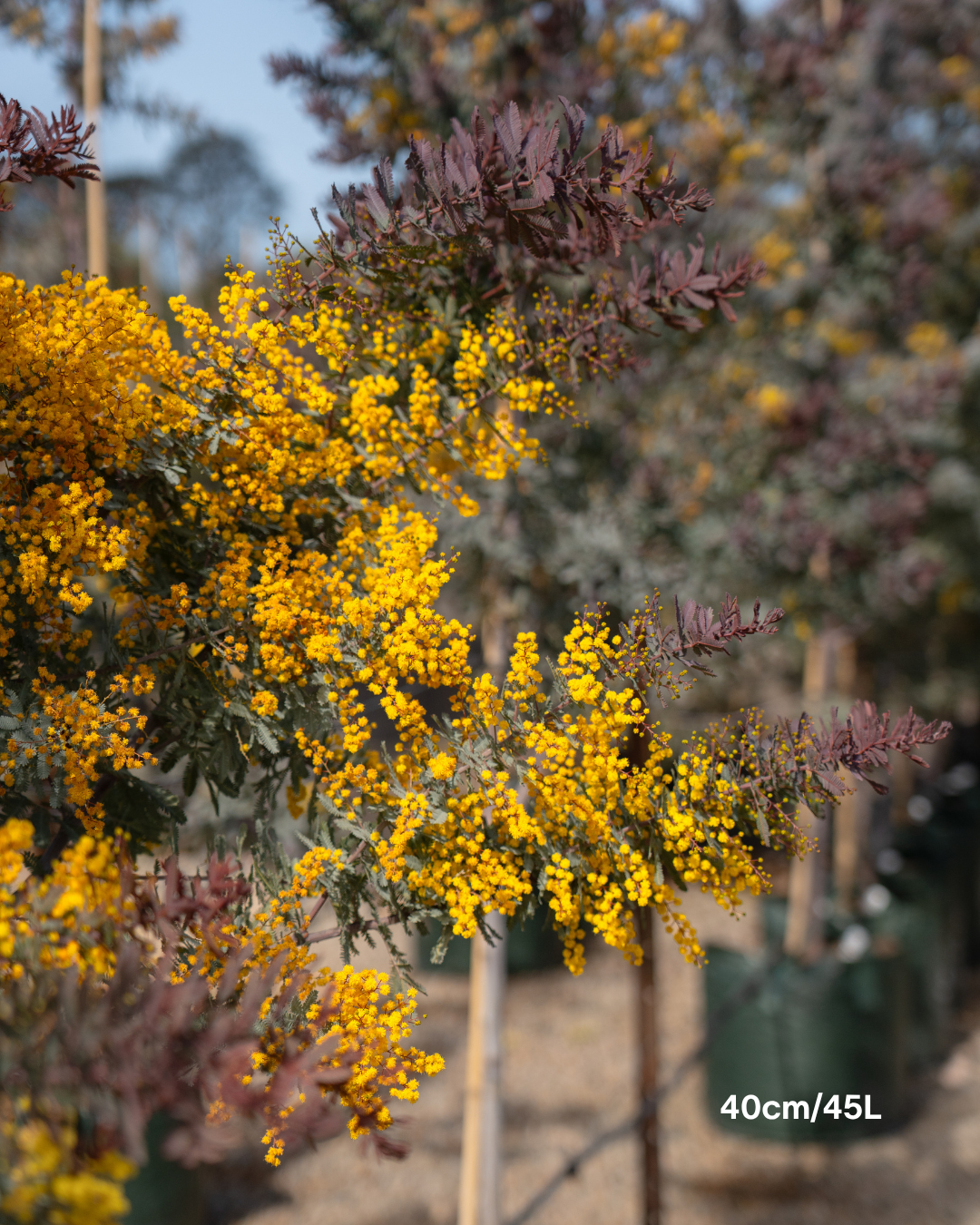 Acacia baileyana 'Purpurea' - Purple-Leaf Wattle