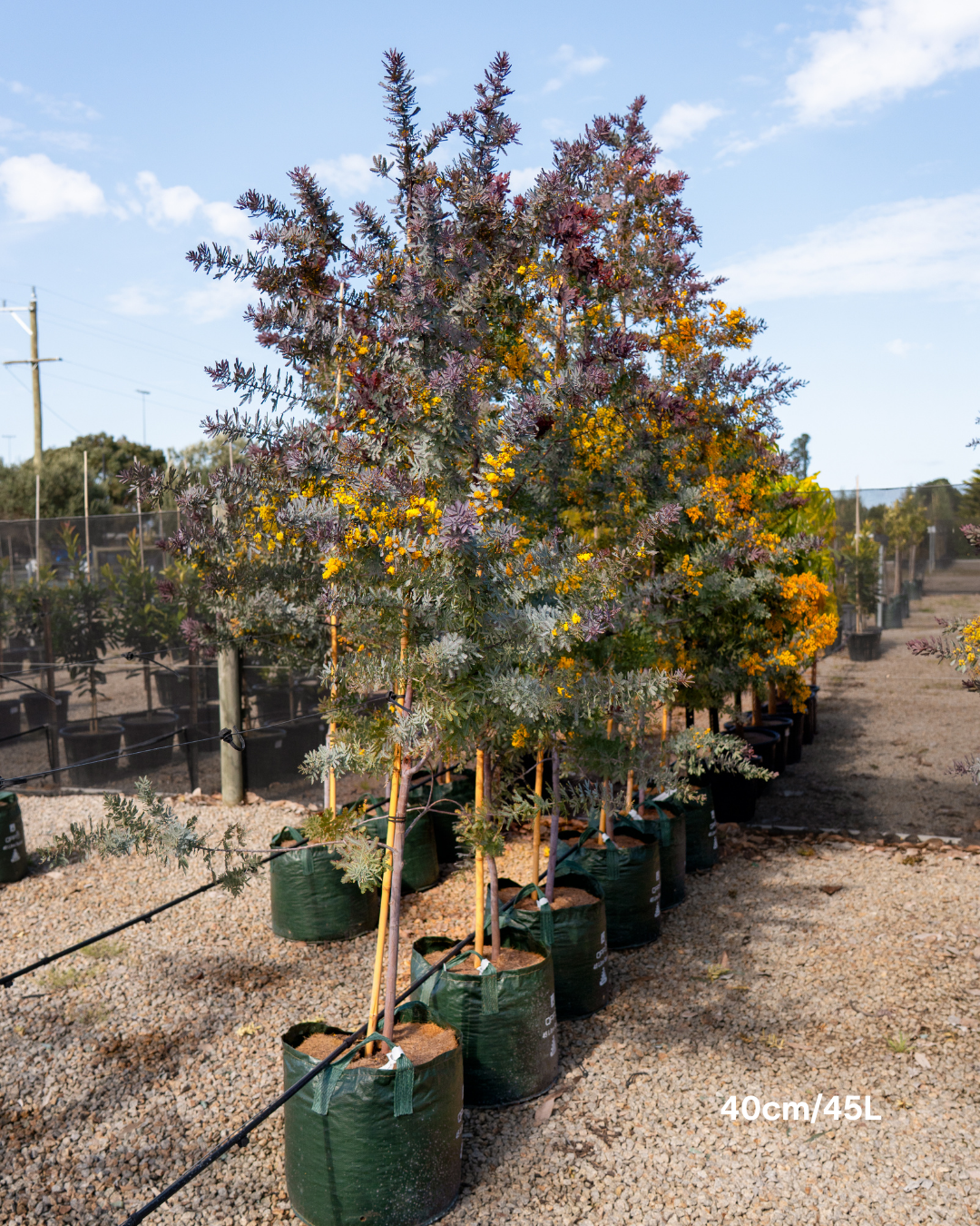 Acacia baileyana 'Purpurea' - Purple-Leaf Wattle