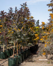 Acacia baileyana 'Purpurea' - Purple-Leaf Wattle