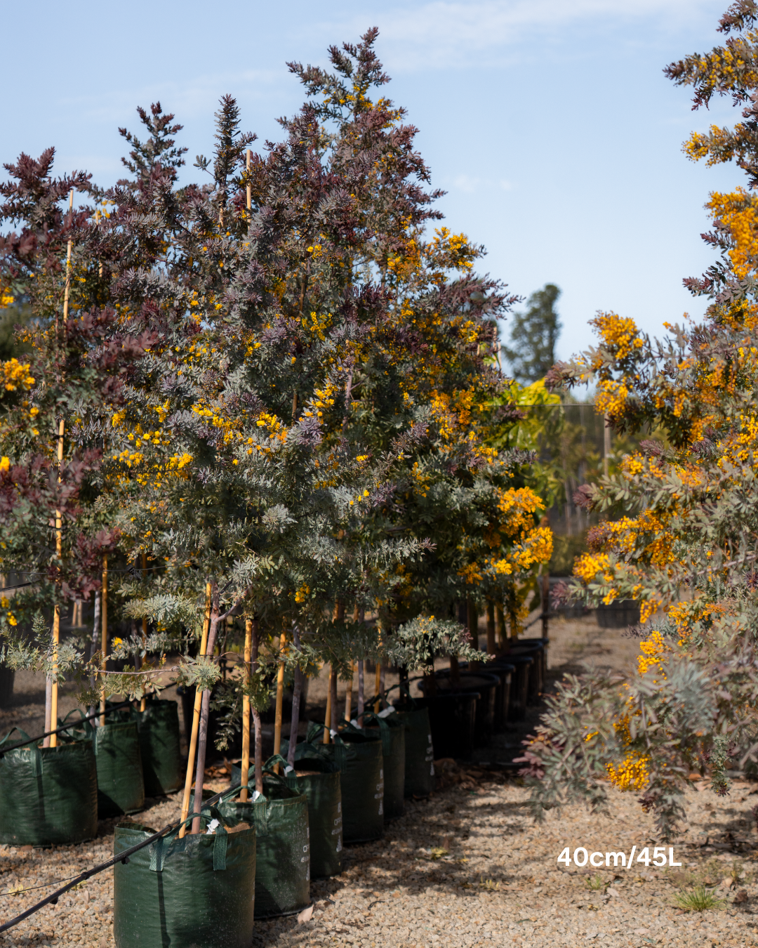 Acacia baileyana 'Purpurea' - Purple-Leaf Wattle