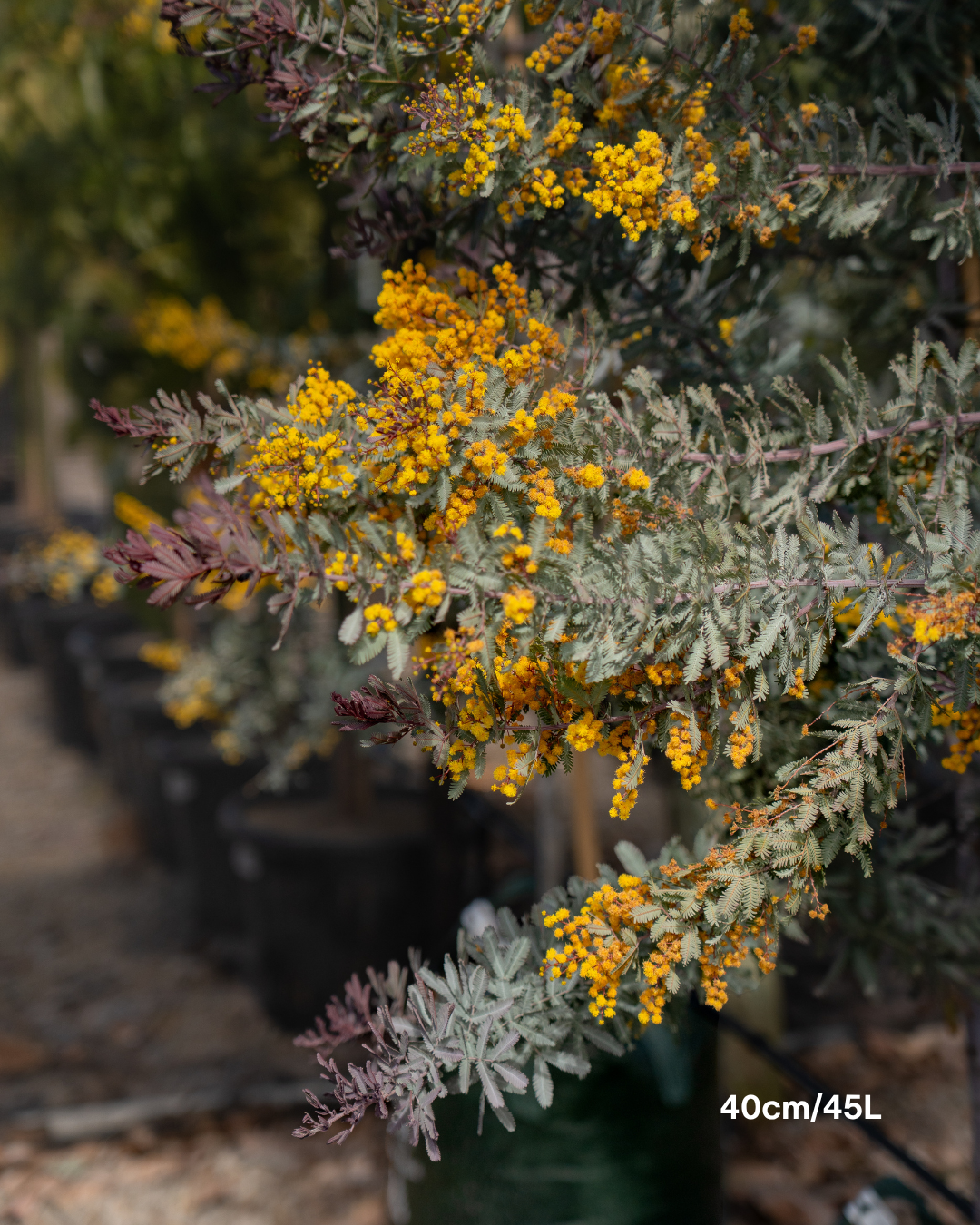Acacia baileyana 'Purpurea' - Purple-Leaf Wattle