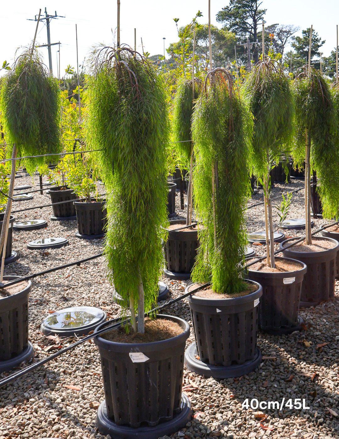 Acacia cognata 'Waterfall' Standard - Wattle - Evergreen Trees Direct