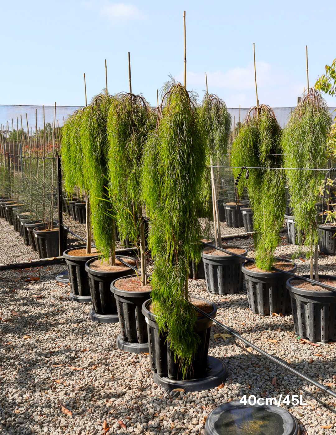 Acacia cognata 'Waterfall' Standard
