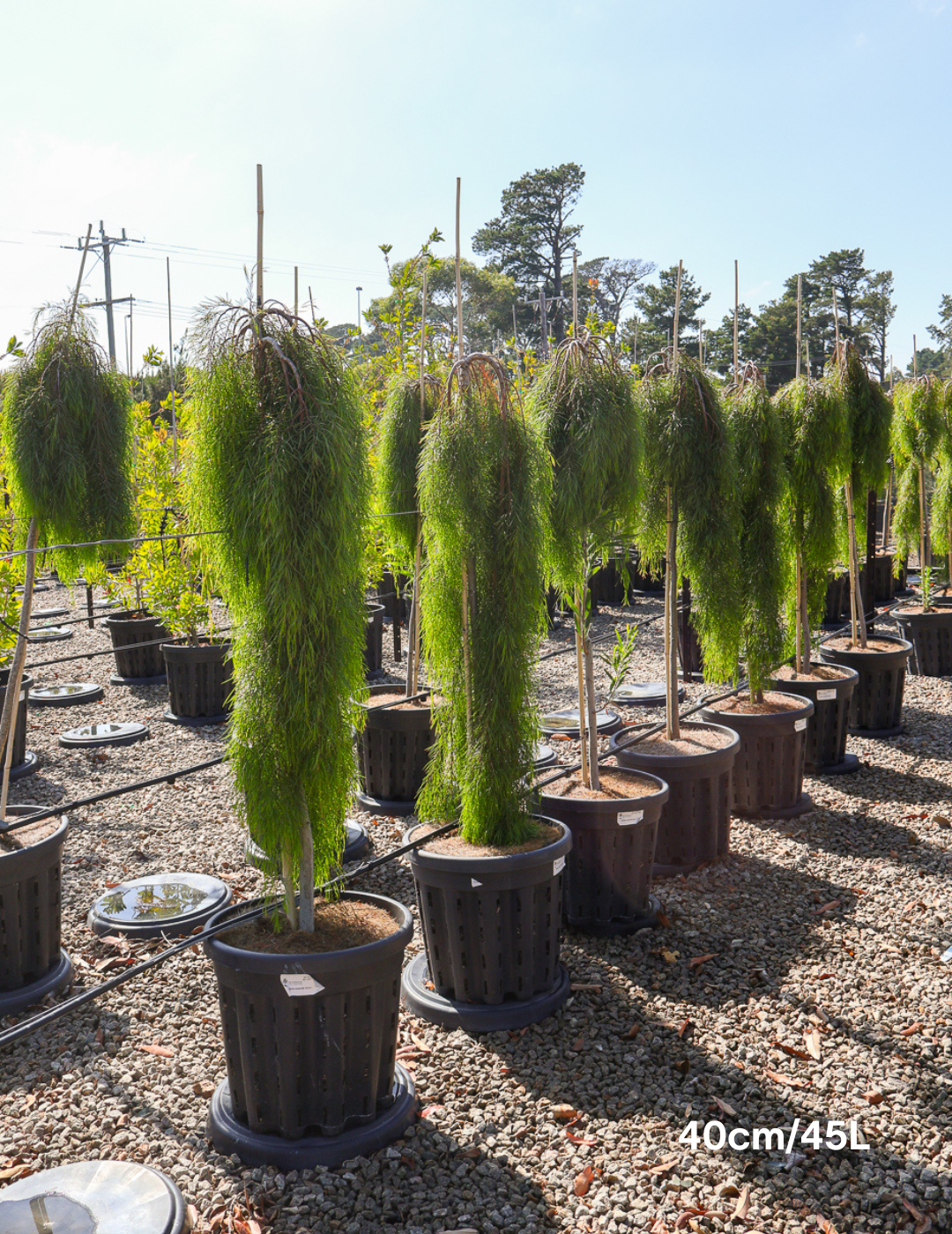 Acacia cognata 'Waterfall' Standard - Wattle - Evergreen Trees Direct