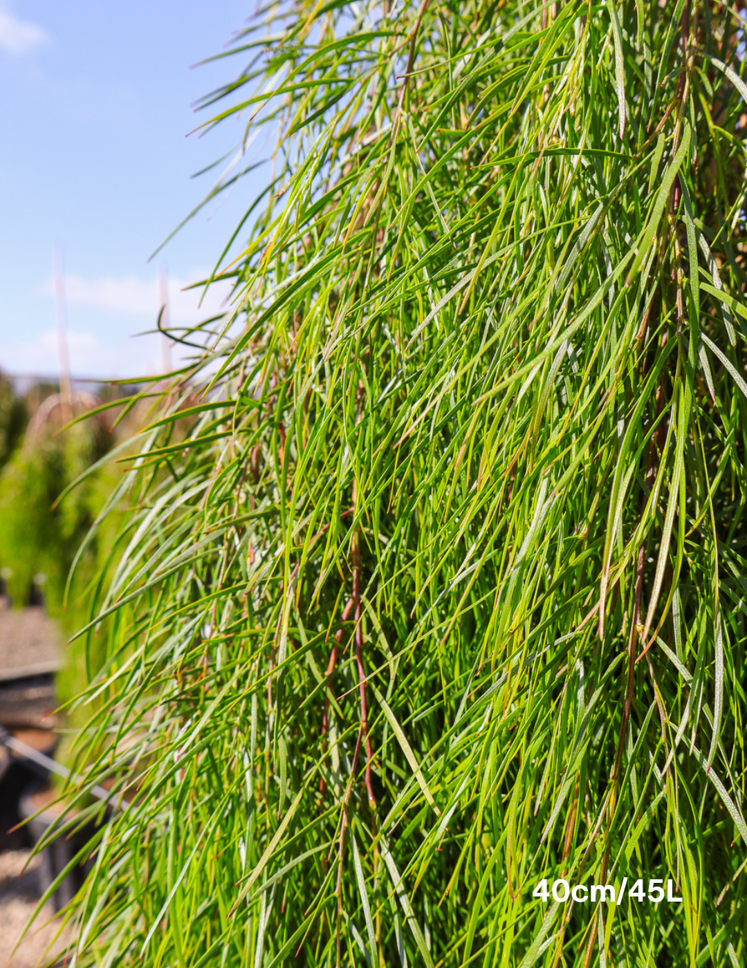 Acacia cognata 'Waterfall' Standard - Wattle - Evergreen Trees Direct
