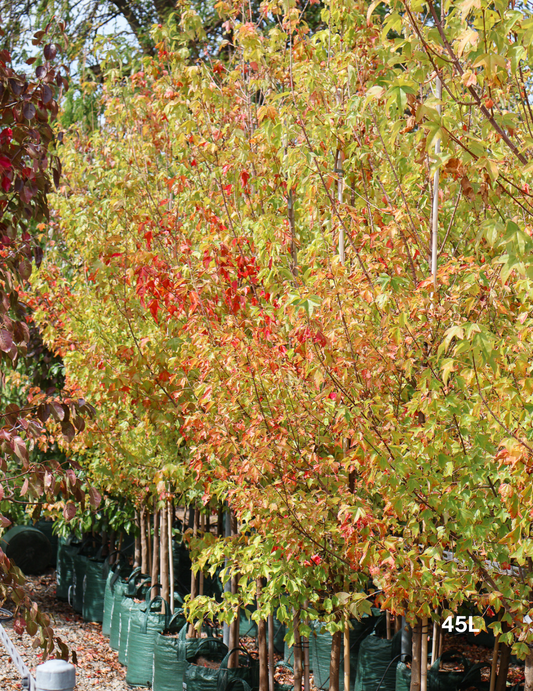 Acer Beugeranium - Trident Maple