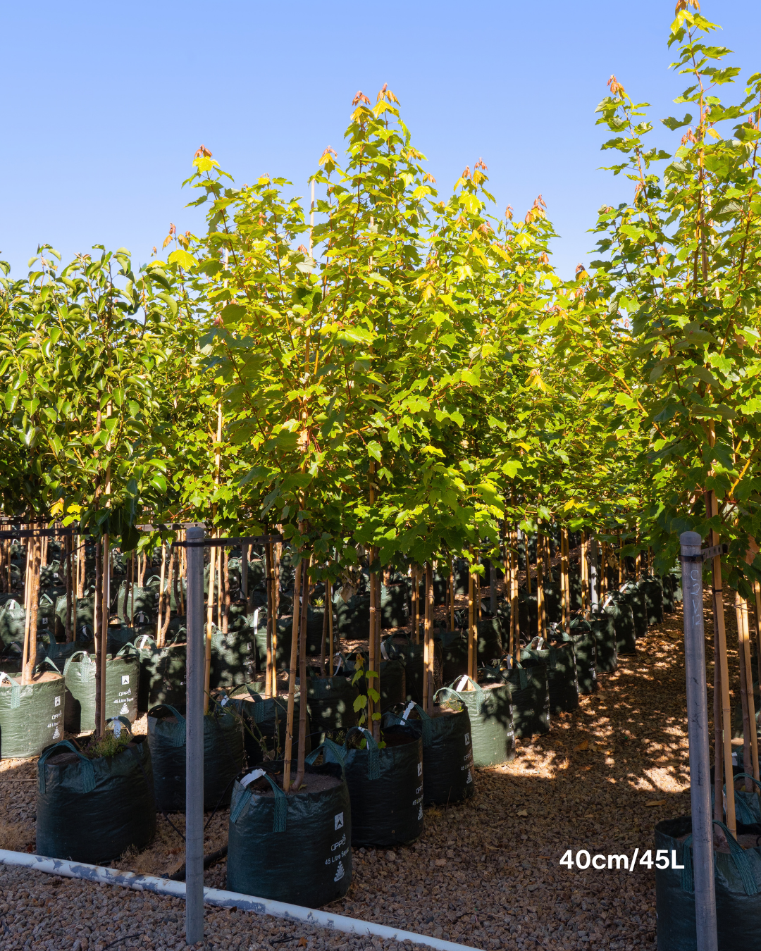 Acer rubrum 'Fairview Flame' - Canadian Maple