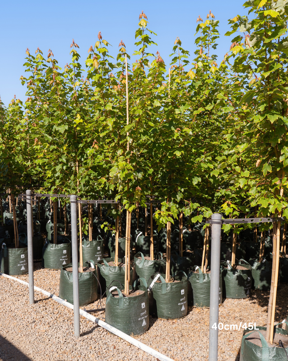 Acer rubrum 'Fairview Flame' - Canadian Maple