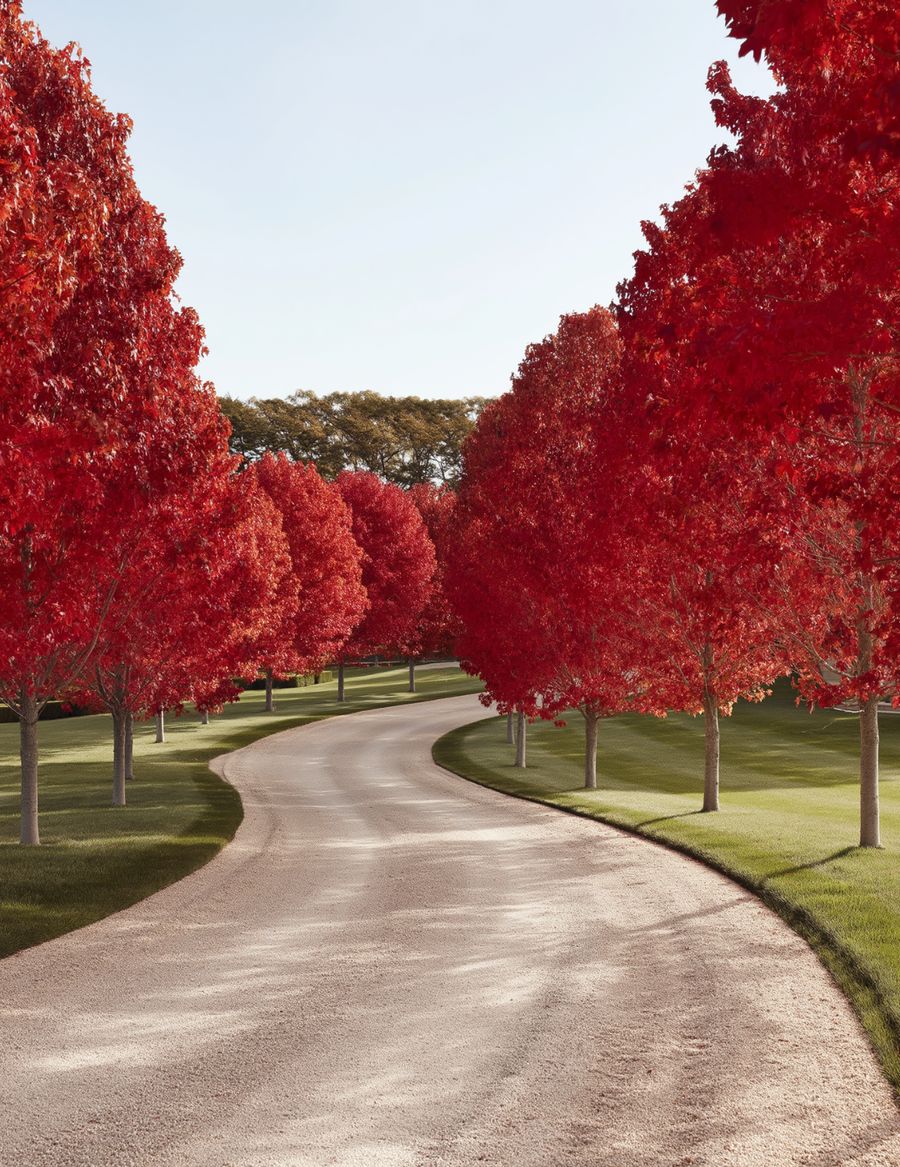 Acer rubrum 'October Glory' Canadian Maple