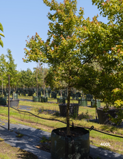 Acer Buergerianum - Trident Maple