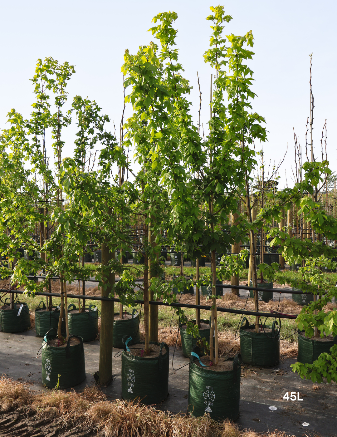 Acer campestre - Field maple - Evergreen Trees Direct