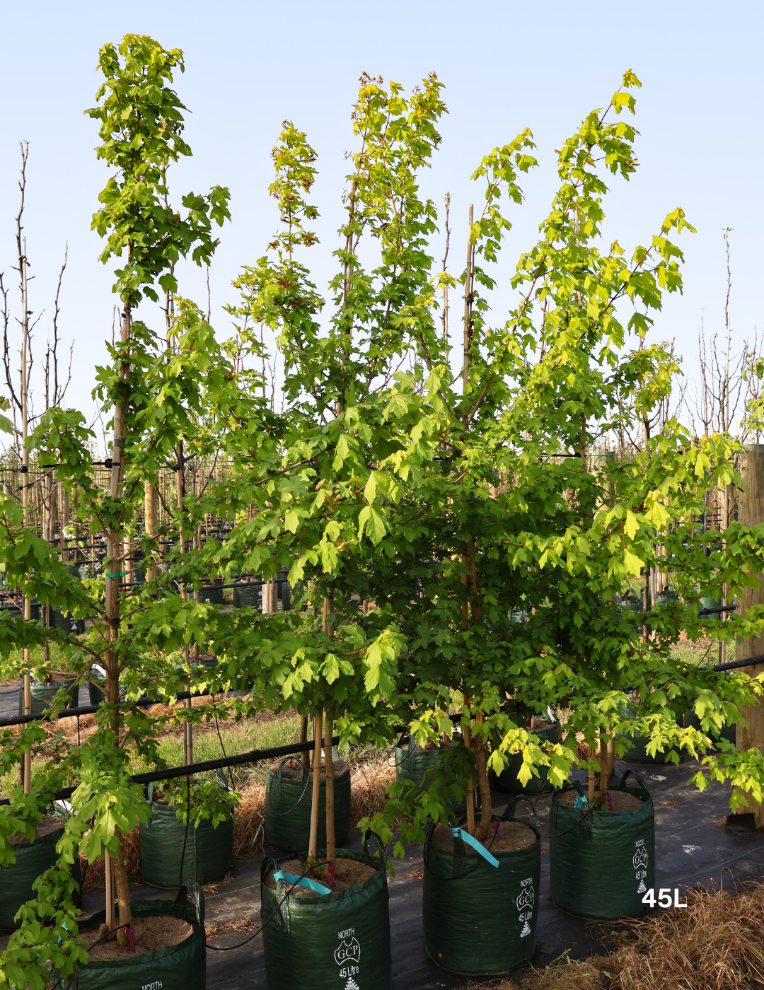 Acer campestre - Field maple - Evergreen Trees Direct