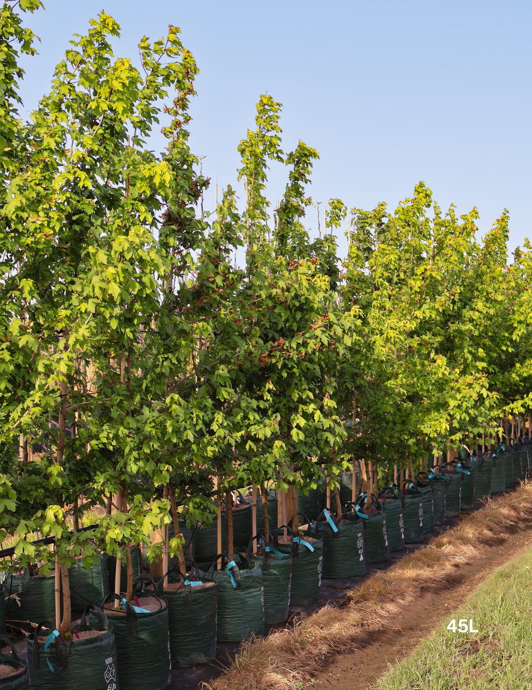 Acer campestre - Field maple - Evergreen Trees Direct