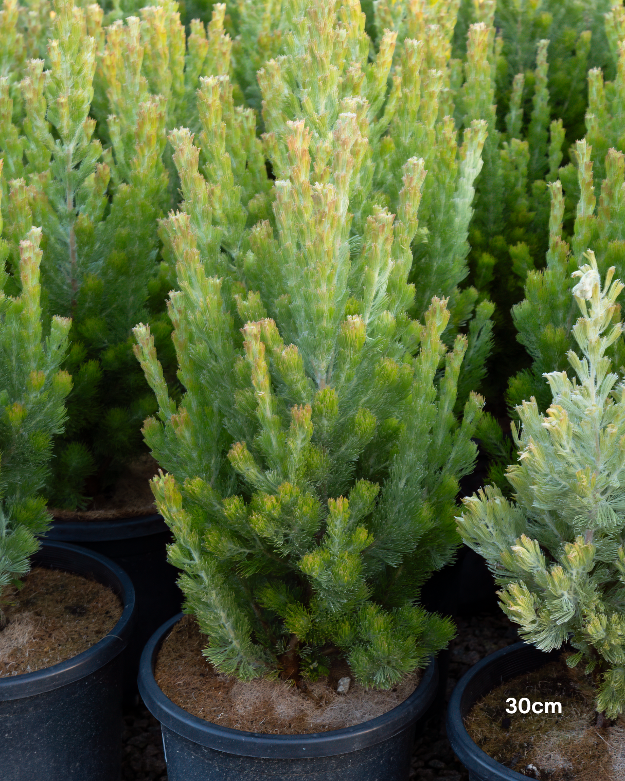 Adenanthos sericeus - Woolly Bush