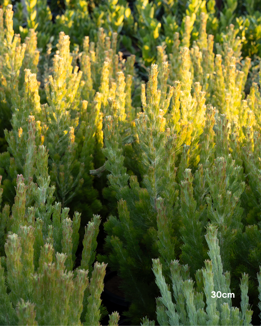 Adenanthos sericeus - Woolly Bush