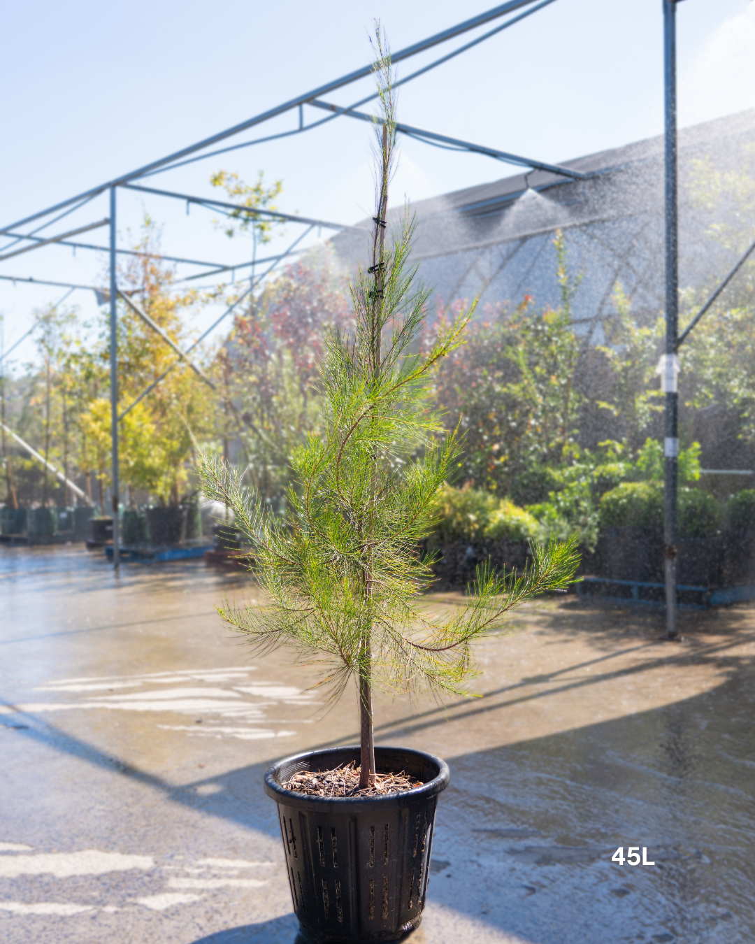 Allocasuarina verticillata - Drooping She Oak - Sale - Evergreen Trees Direct