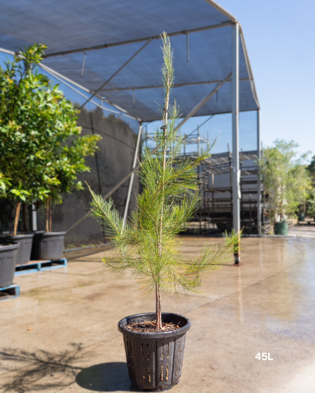 Allocasuarina verticillata - Drooping She Oak - Sale - Evergreen Trees Direct