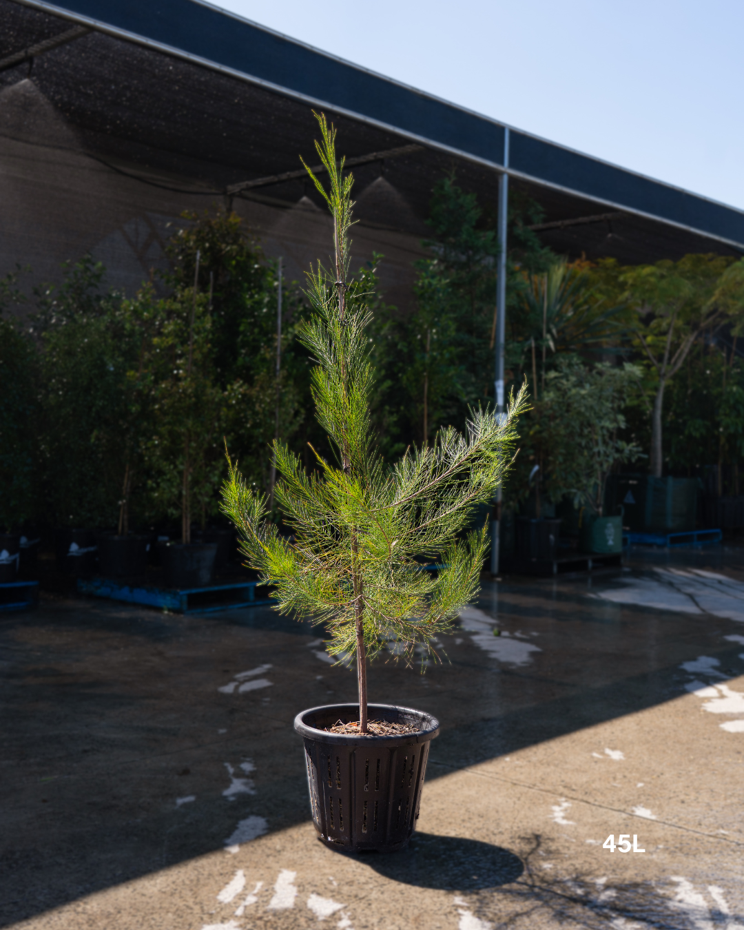 Allocasuarina verticillata - Drooping She Oak - Evergreen Trees Direct ...