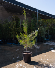 Allocasuarina verticillata - Drooping She Oak - Sale - Evergreen Trees Direct