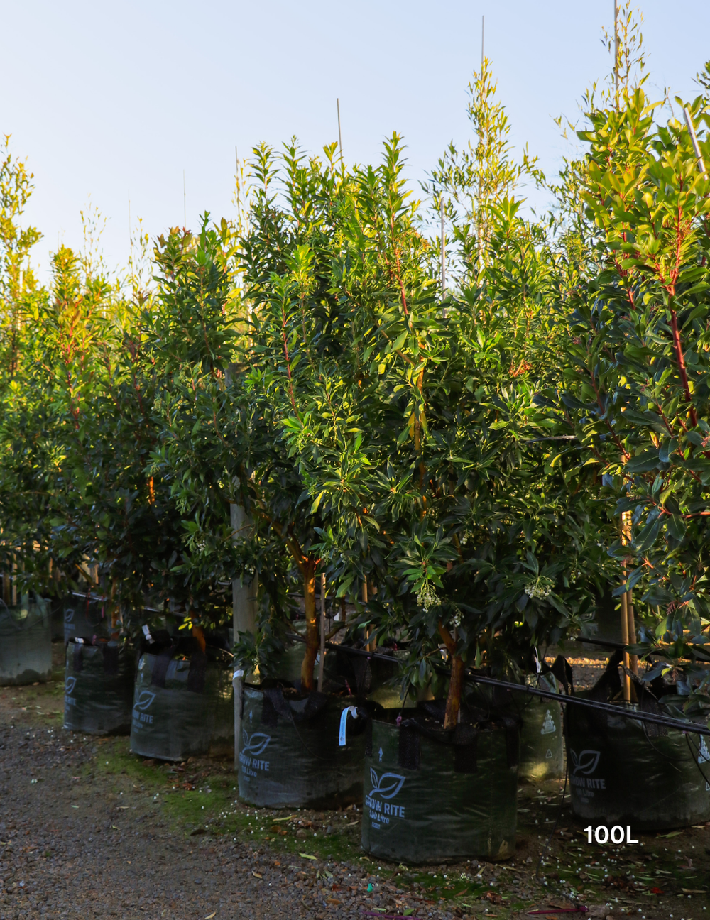 Arbutus unedo - Strawberry Tree - Evergreen Trees Direct