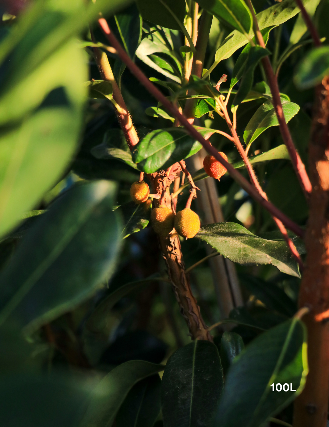 Arbutus unedo - Strawberry Tree - Evergreen Trees Direct
