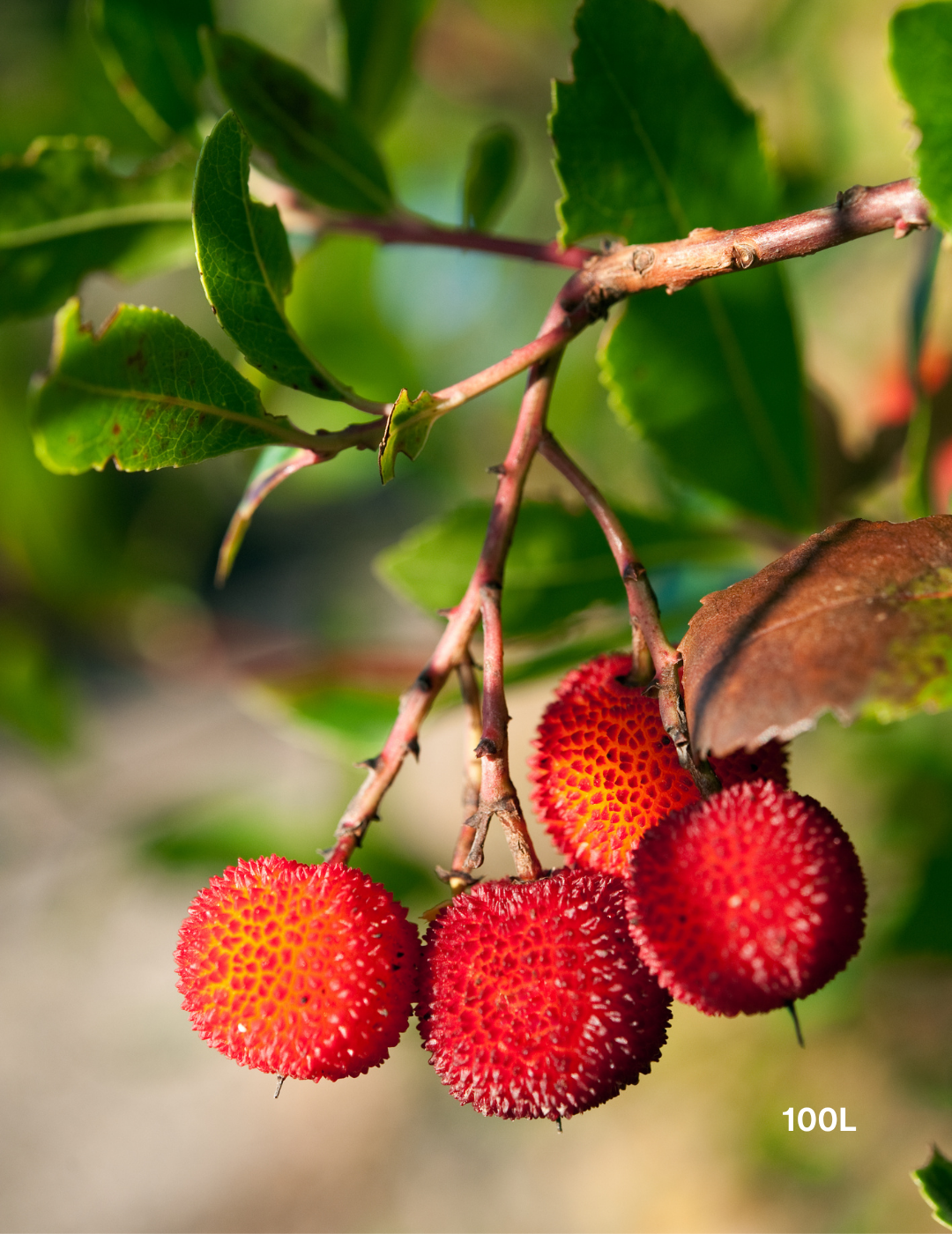 Arbutus unedo - Strawberry Tree - Evergreen Trees Direct