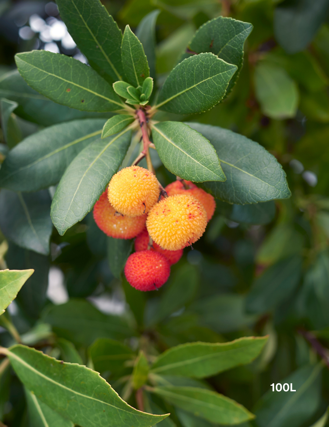 Arbutus unedo - Strawberry Tree - Evergreen Trees Direct
