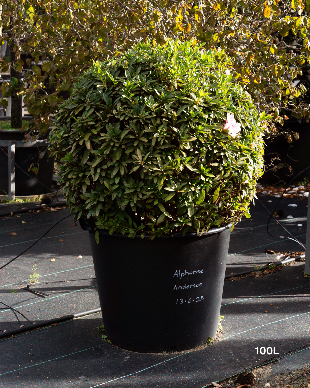 Azalea indica 'Alphonse Anderson' – Alphonse Anderson Azalea