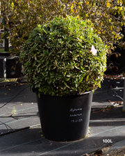 Azalea indica 'Alphonse Anderson' – Alphonse Anderson Azalea